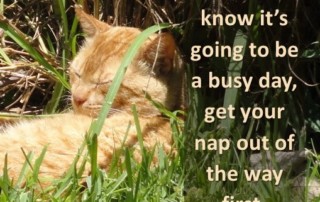 When you know it's going to be a busy day, get your nap out of the way first.