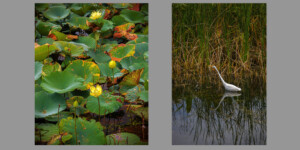 Images of water lilies and a bird by Jerry D Clement